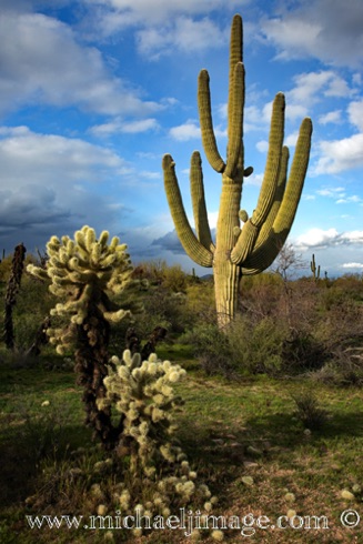 Chain Cholla and Saguaro
Granite Mountain Trailhead, Scottsdale, AZ. Chain Cholla and Saguaro
Granite Mountain Trailhead, Scottsdale, AZ.